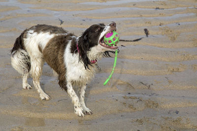 Dog standing on sand at beach