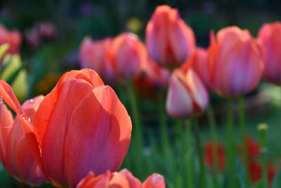 Close-up of red tulips