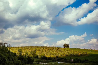 Scenic view of field against sky