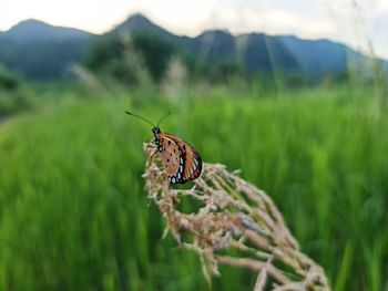 Close-up of butterfly on grass