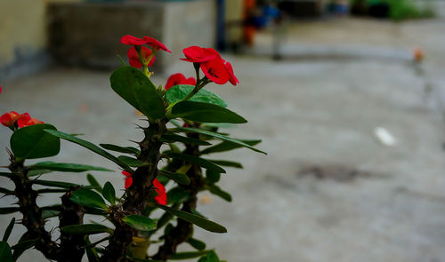 Red flowers blooming outdoors