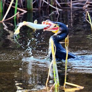 Side view of cormorant with catch in water