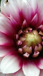 Close-up of pink flower