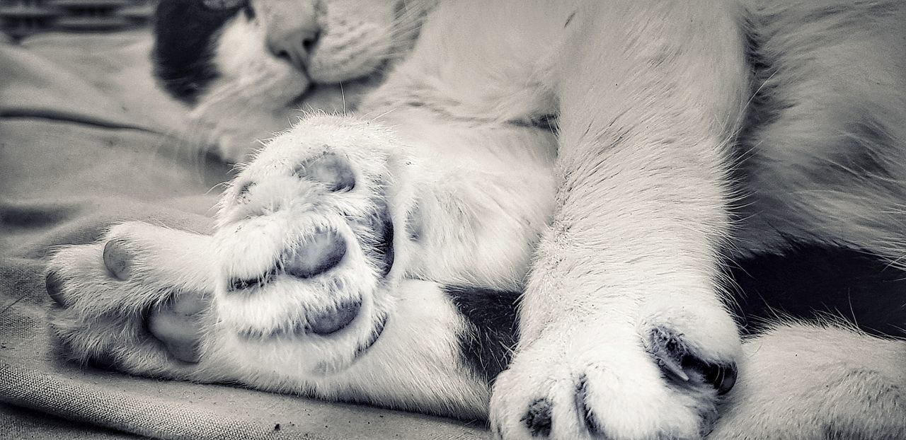 CLOSE-UP OF A SLEEPING CAT