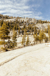 Trees on snow covered land against sky