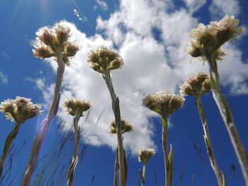 Low angle view of flowering plants against sky