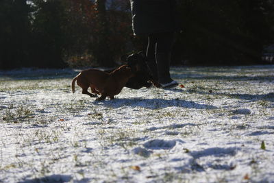 Low section of person with dog standing on land