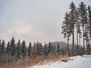 Pine trees on snow covered field against sky