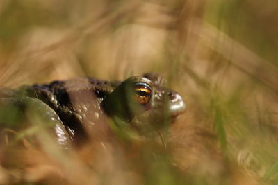 Close-up of frog in grass