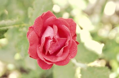 Close-up of wet red rose blooming outdoors