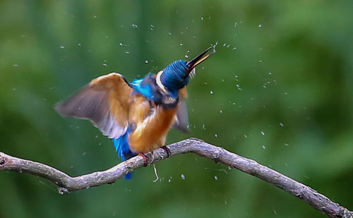 Bird perching on a branch