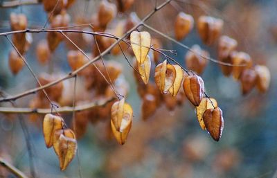 Close-up of plant