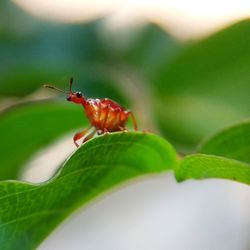 Close-up of insect on leaf