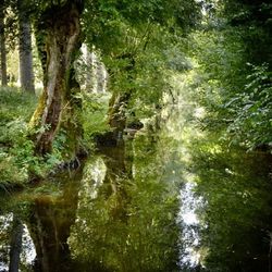 Reflection of trees in river