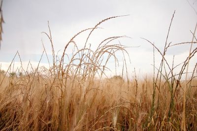 View of wheat field