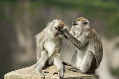 Monkey sitting outdoors