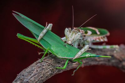 Flower mantis vs grasshopper