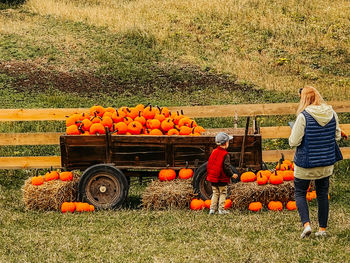 View of various pumpkins on field