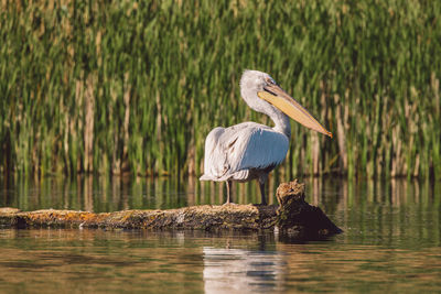 View of a bird in lake