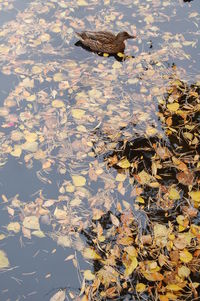 View of an animal in water