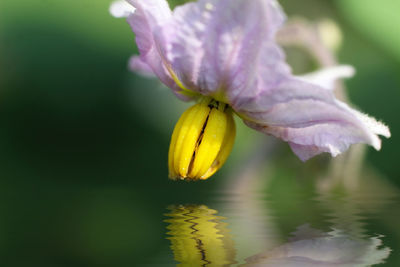 Close-up of yellow flowering plant