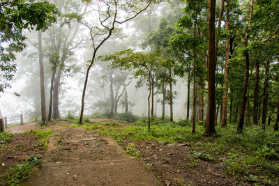 Dirt road amidst trees in forest