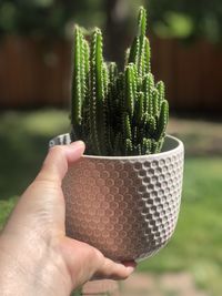 Close-up of hand holding potted plant