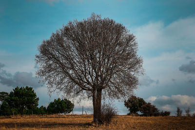 Bare tree on field against sky