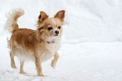 Portrait of a dog on snow