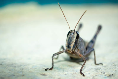 Close-up of insect