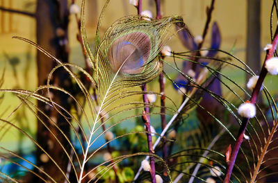 Close-up of plants growing on field