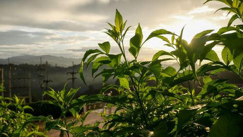 Low angle view of plants growing on field against sky