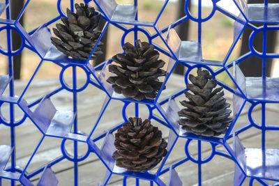 Pine cones