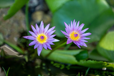 Close-up of purple flowering plant