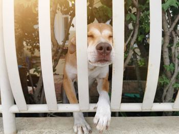 Portrait of dog by fence