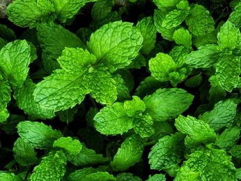 Full frame shot of green leaves