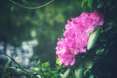 Close-up of pink flowering plant