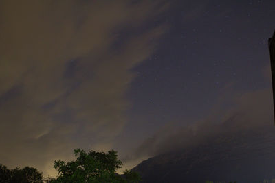 Low angle view of trees against sky at night