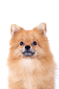 Close-up portrait of puppy against white background