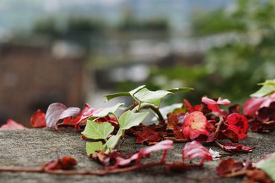 Close-up of red flowers