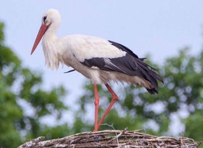 stork, bird, white stork, one animal, outdoors, day, animal wildlife, animals in the wild, no people, nature, animal themes, full length, close-up, beauty in nature, sky