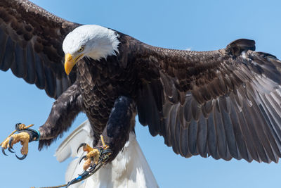 Close up of a bald eagle  flying in a falconry demonstration.