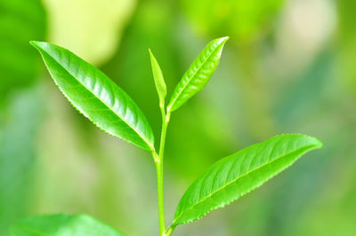 Close-up of fresh green leaves