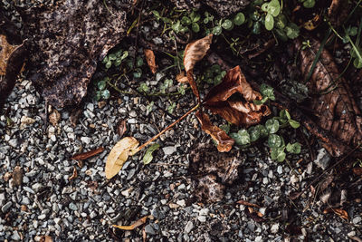 High angle view of dry leaves on field