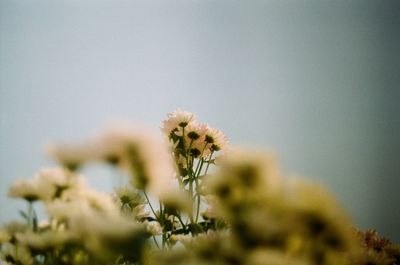 Close-up of wilted flower against sky