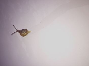 Close-up of a horse over white background