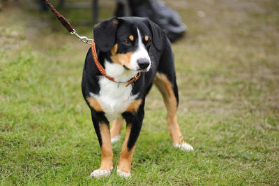 Dog looking away on field