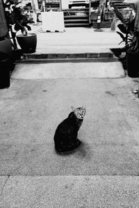 Cat sitting on footpath