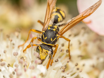 Closeup shot of wasp pollinating garden flowers