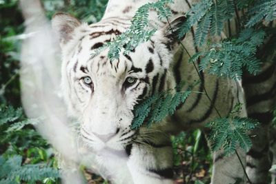 Portrait of white tiger